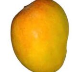 alphonso-mango