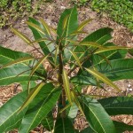 hapus tree