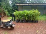 300 Alphonso Mango Trees (Saplings) Booking