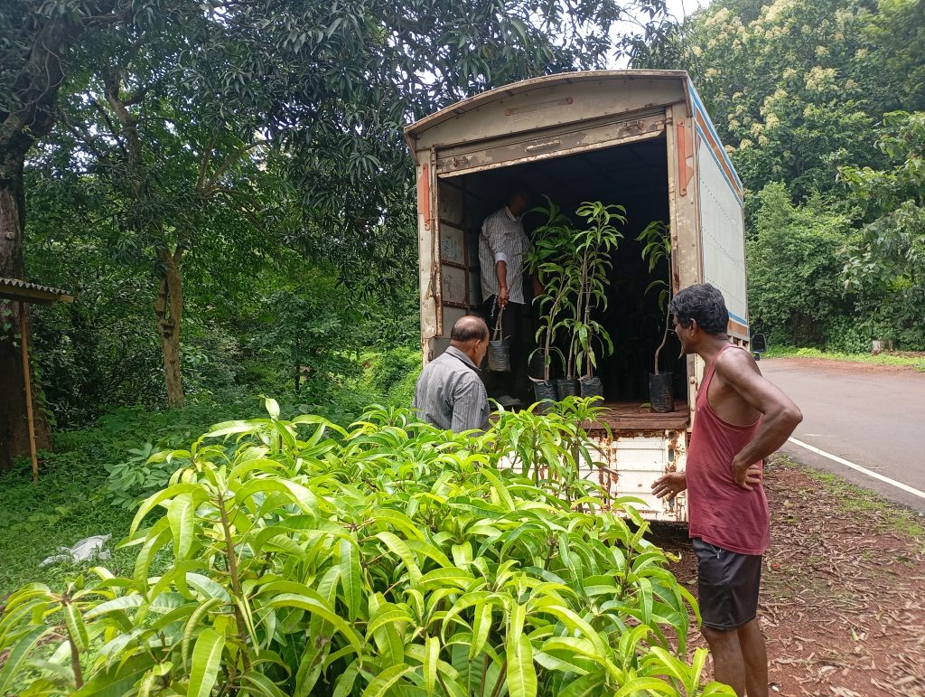 ratnagiri alphonso mango plant nursery saplings