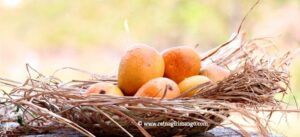 alphonso mango one dozen small