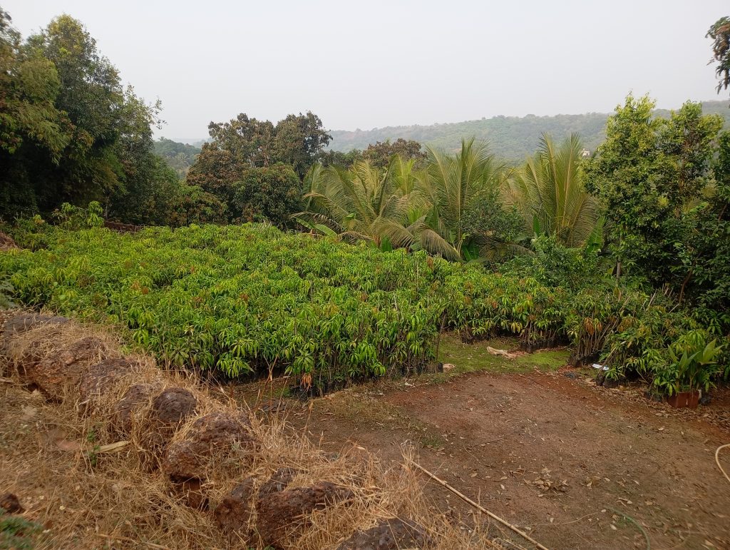 Authentic grafted ratnagiri alphonso mango plant from native nursery