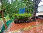 Home 3 30 Grafted Alphonso Mango Saplings (trees) Booking
