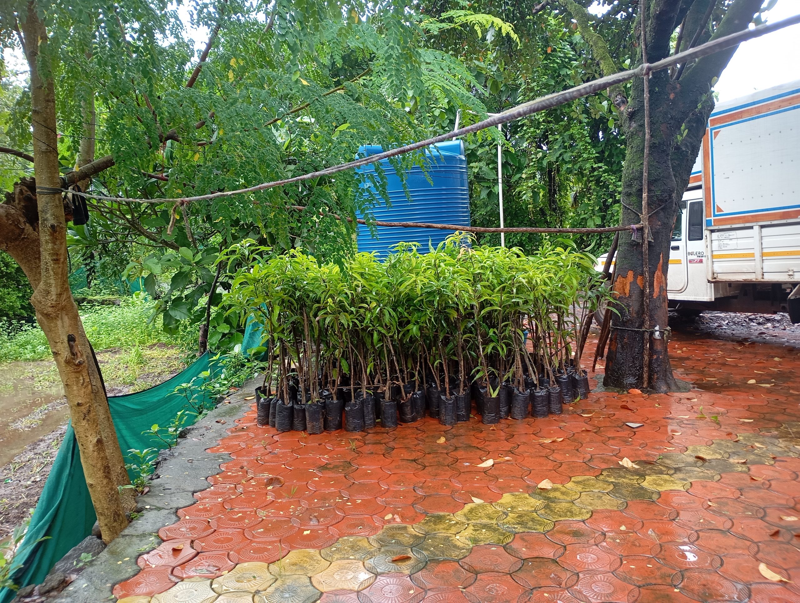 30 Grafted Alphonso Mango Saplings (trees) Booking 1 30 Grafted Alphonso Mango Saplings (trees) Booking