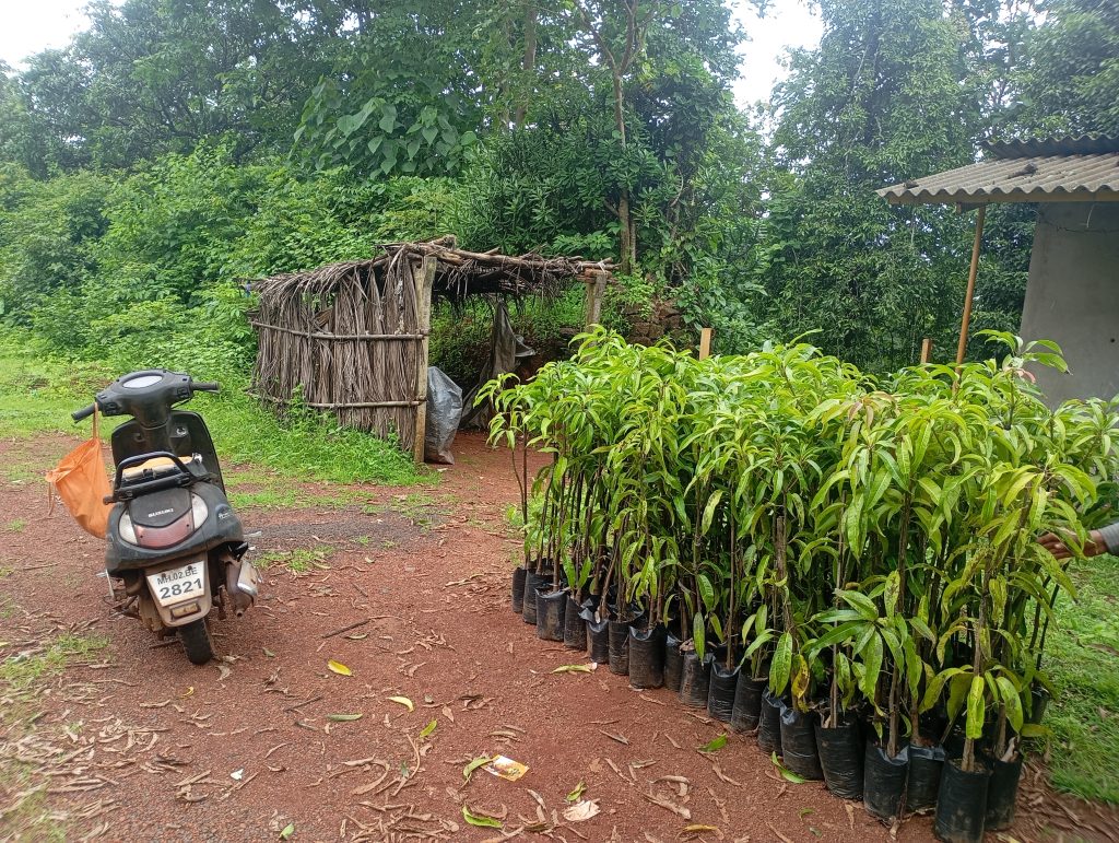 Buy Alphonso Mango Plant Online in India: The Ultimate Guide to Growing the King of Fruits at Home 1 Grafted Alphonso Mango Plant Online India Delivery