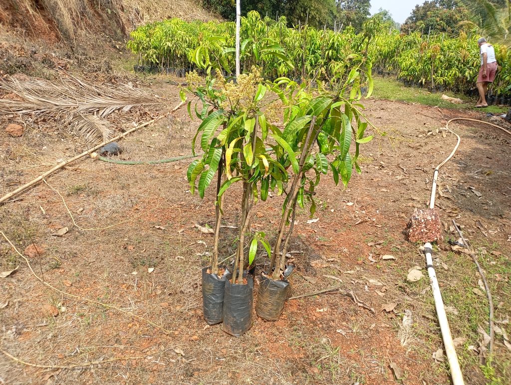 Alphonso Mango Plants for Tamil Nadu: How to Successfully Grow the King of Fruits in the Land of Harvests 1 Healthy grafted alphonso mango plant delivered to Tamil Nadu