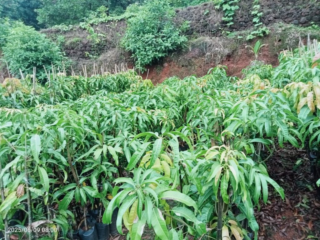 How to Choose the Best Alphonso Mango Sapling: 5 Expert Rules for a Fruitful Harvest 1 Healthy grafted alphonso mango saplings