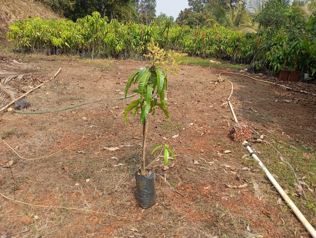 Organic Alphonso Mango Saplings: The Top Benefits of Growing Your Own Eco-Friendly King of Fruits 1 Healthy organic alphonso mango sapling raised with natural compost