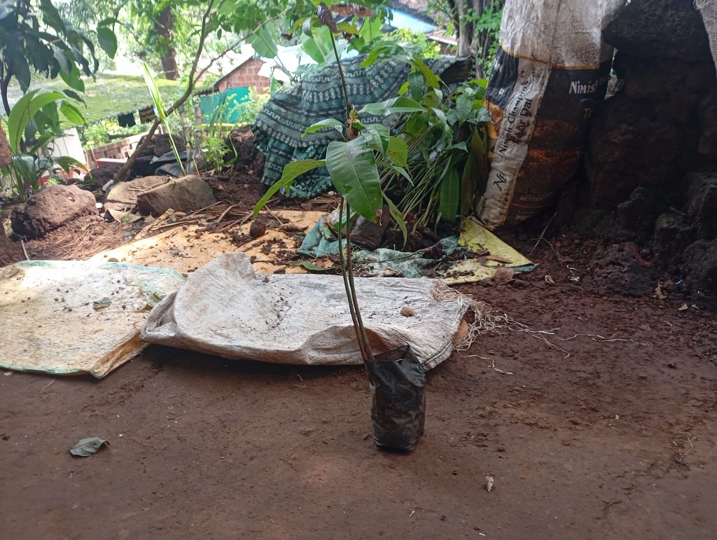 How to Avoid Fake Alphonso Mango Plants: 5 Critical Signs Every Buyer Must Check 1 How to identify a genuine grafted alphonso mango plant
