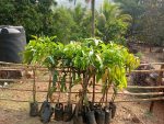 Home 2 10 Grafted Alphonso Mango Saplings Booking