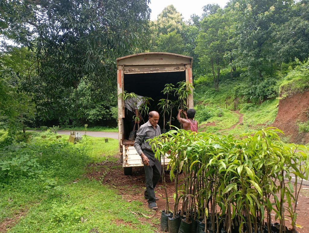 Why Buy a Double-Grafted Alphonso Mango Plant? The Secret to Faster, Bigger, and Resilient Mango Harvests 5 Premium double grafted alphonso mango plant with dual root system