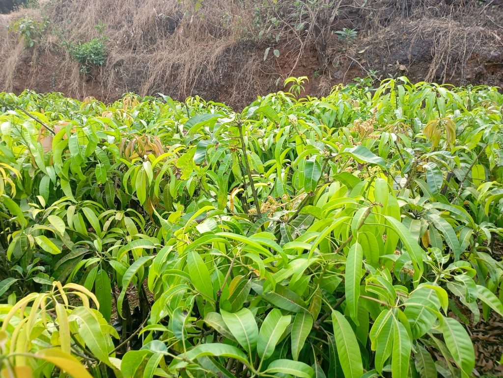 Wholesale Alphonso Mango Plants: Sourcing Premium Grafts for Commercial Success 1 Premium wholesale alphonso mango plants stacked in delivery crates