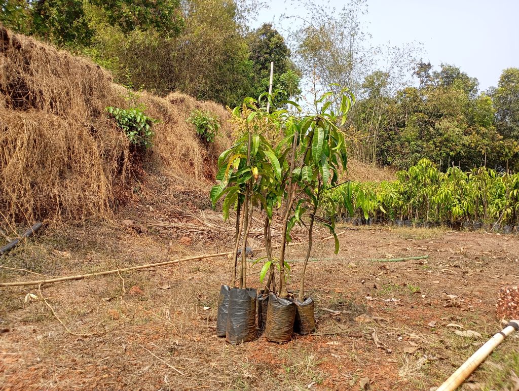 Alphonso Mango Plants for Karnataka: The Ultimate Guide to Growing Premium Hapus in the Land of Orchards 1 Healthy grafted alphonso mango plant delivered to Karnataka orchard