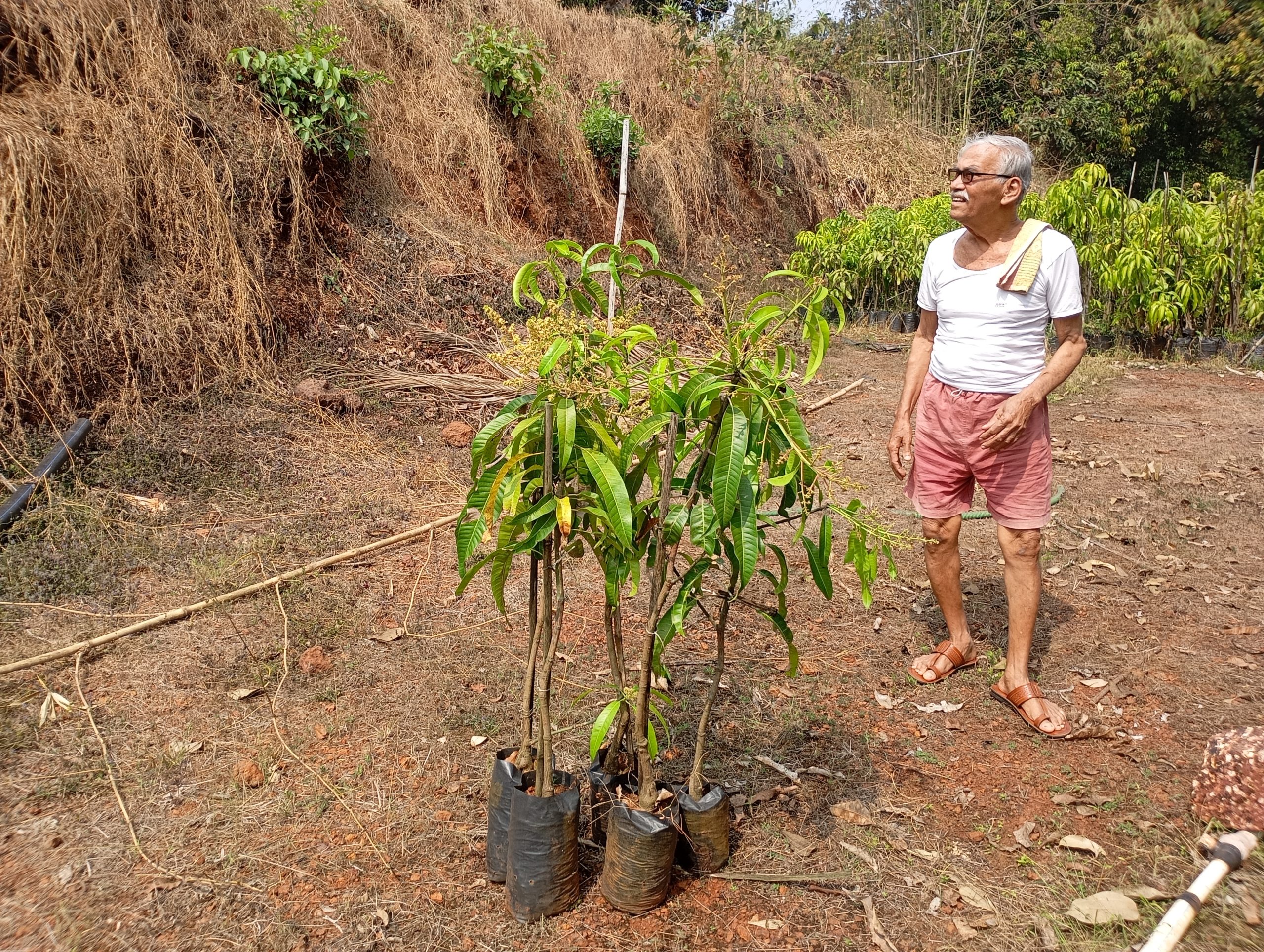 30 Grafted Alphonso Mango Saplings (trees) Booking 2 30 Grafted Alphonso Mango Saplings (trees) Booking - Image 2