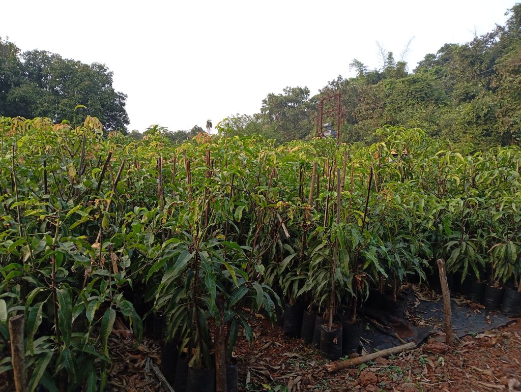 Alphonso Mango Plants for Bengaluru: Establishing a Profitable Commercial Orchard in the Tech Capital’s Backyard 1 Healthy grafted Alphonso mango saplings with strong graft union ready for field planting