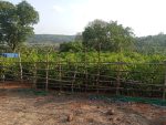 Home 3 Premium hardened Ratnagiri Hapus mango grafts in nursery ready for delivery