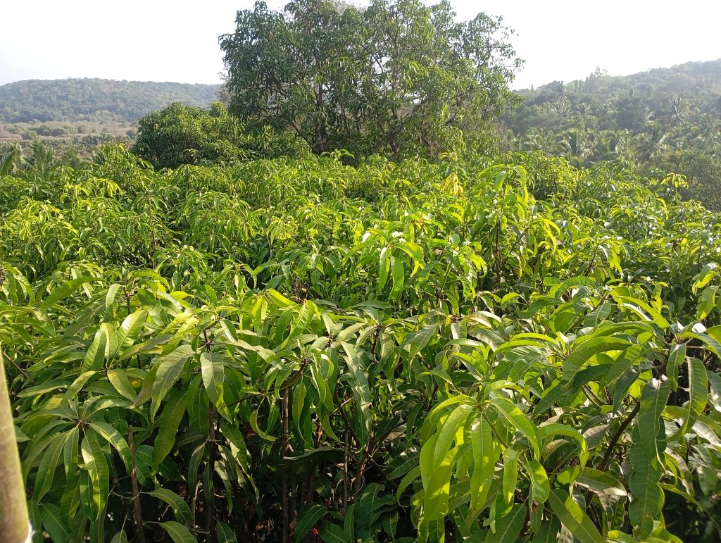 Certified grafted Alphonso mango plants